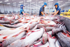 Cá tra Việt Nam tích cực mở rộng thị phần sang nhiều thị trường lớn
