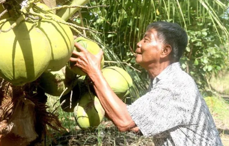 Thu hoạch dừa sáp tại xã Hoà Tân (Cầu Kè, Trà Vinh). Ảnh: Thanh Hoà TTXVN