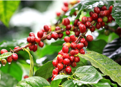 Sản lượng xuất khẩu cà phê của Việt Nam sẽ tiếp tục giảm do thiếu hụt nguồn cung