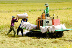 Tập trung phát triển kinh tế tuần hoàn trong sản xuất và chế biến lúa gạo