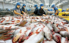 Dự báo tích cực cho xuất khẩu cá tra nửa cuối năm
