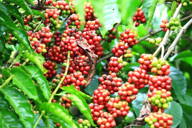 Bình Phước: Nhiều tiềm năng cho thị trường xuất khẩu cà phê năm 2024