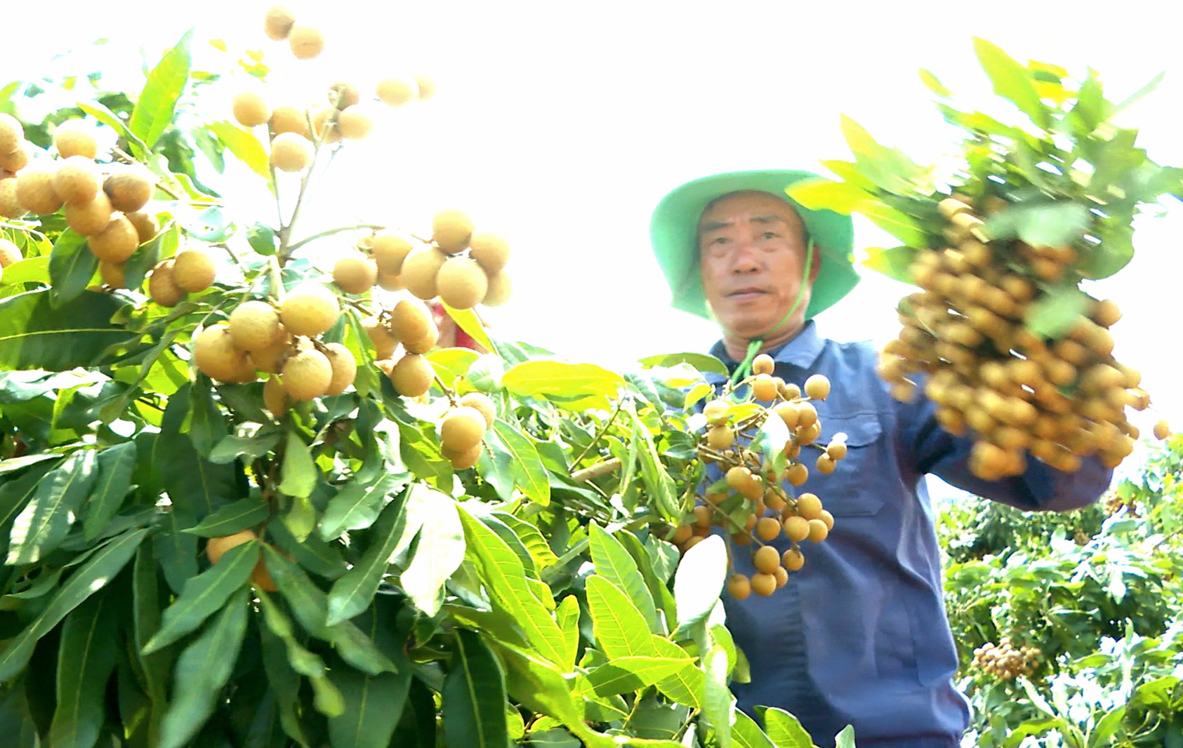 Nhờ trồng nhãn Hương Chi nên nhiều gia đình ở xã Cư Prao - huyện M’Drắk có thu nhập hàng trăm đến hàng tỷ đồng/năm