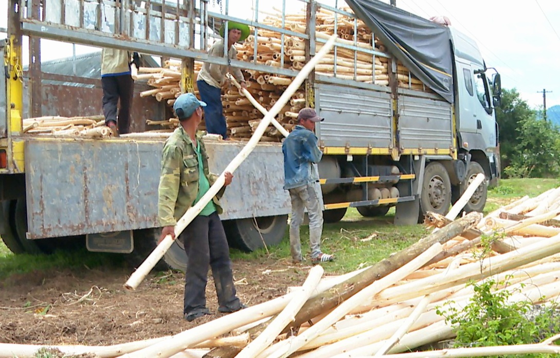 Nhiều gia đình người dân tộc thiểu số ở huyện M’Drắk có đời sống khá nhờ trồng cây keo lai lấy gỗ