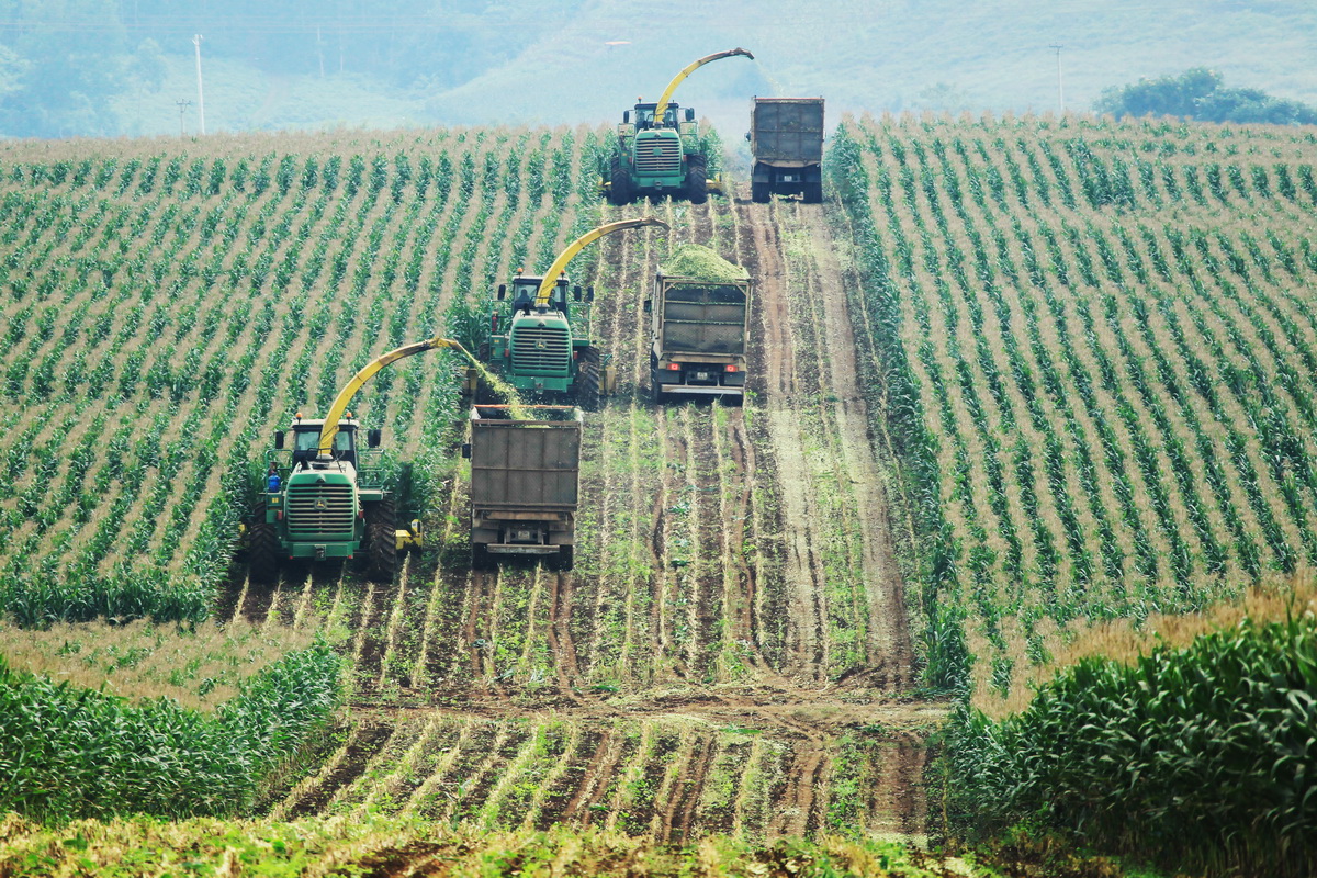 TH's farm in Nghia Dan (Nghe An) is implementing practical solutions aimed at achieving Net Zero emissions