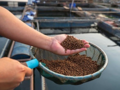 Đề xuất thước đo bền vững cho nguyên liệu thức ăn nuôi trồng thủy sản
