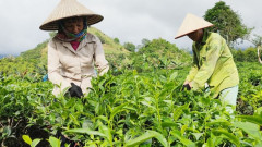 Lào Cai đặt mục tiêu tăng trưởng ngành nông nghiệp năm 2024 đạt trên 4%