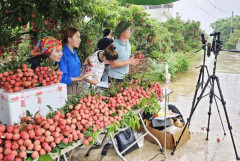 Đào tạo nghề Livestream bán hàng: Công cụ mới cho nông dân