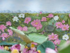 Bức tranh Sen Liên hoa tịnh cảnh thu hút khách thăm quan tại Lễ hội Sen Hà Nội 2024