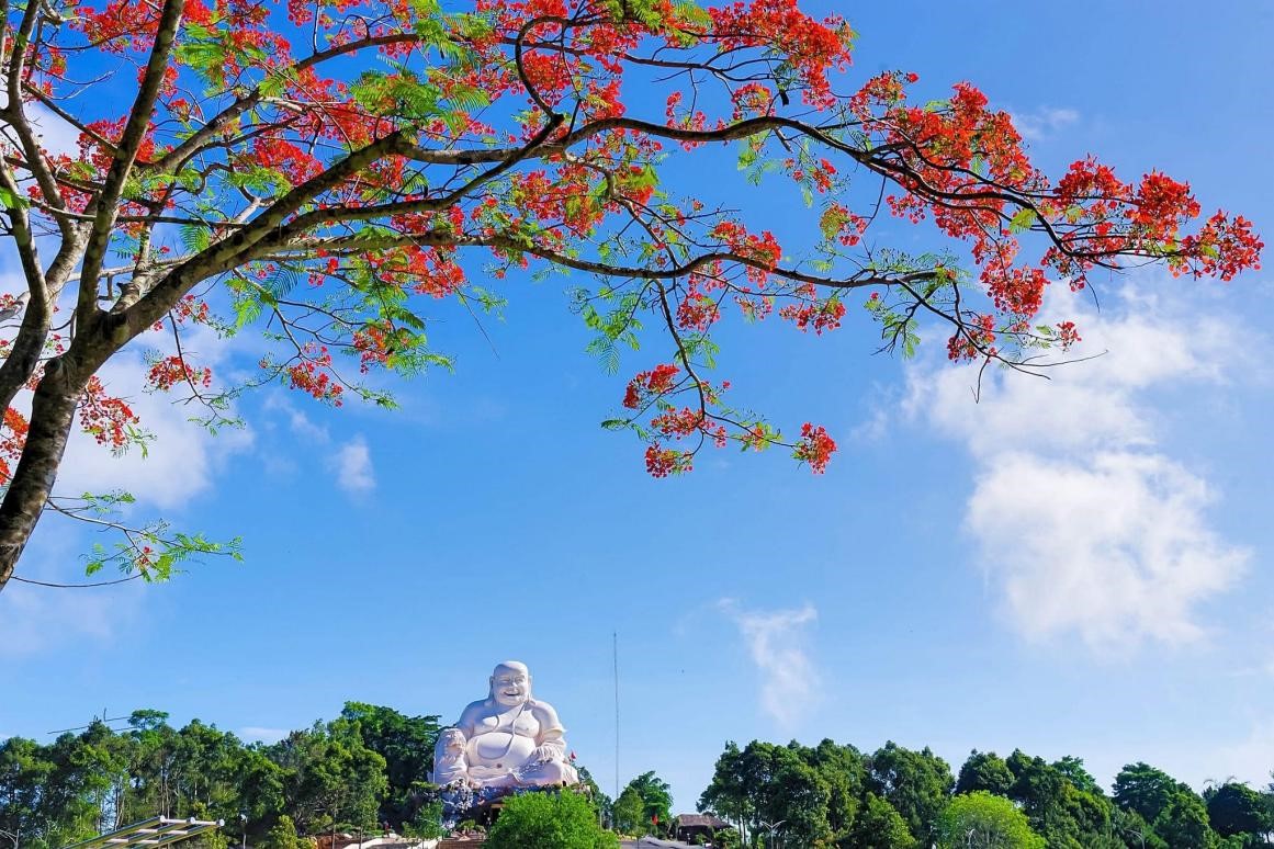 Royal poinciana flowers bloom bright red against the blue sky - signal the return of summer