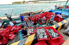 Tới năm 2030, cảng cá Việt Nam sẽ đáp ứng bốc dỡ 2,983 triệu tấn/năm