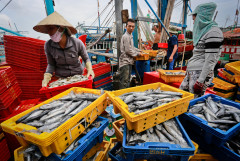 FAO quan ngại khí hậu sẽ ảnh hưởng đến lượng cá toàn cầu