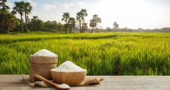 Xuất khẩu gạo sẽ khởi sắc vào cuối năm