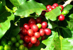 Giá cà phê giảm mạnh, nguồn cung trong nước thiếu hụt