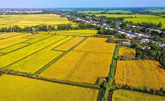 Tham gia sản xuất lúa chất lượng cao, giảm phát thải, lợi nhuận của bà con tăng thêm cao nhất 6,2 triệu đồng/ha. Ảnh: VOV