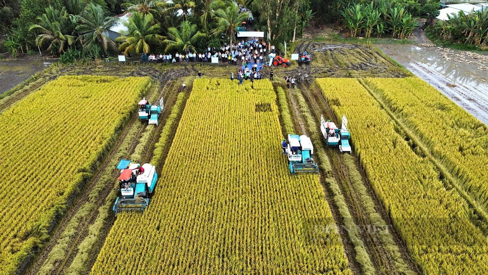 Mô hình trồng lúa giảm phát thải triển khai trên tổng diện tích 50ha tại HTX Tiến Thuận (xã Thạnh An, huyện Vĩnh Thạnh, TP Cần Thơ) trong vụ hè thu 2024. Ảnh: Báo Dân Việt