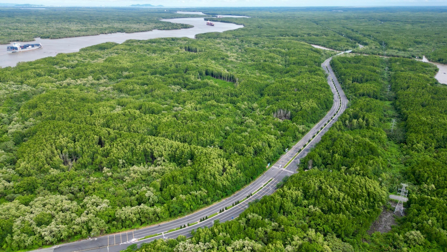 Cần Giờ forest, Ho Chi Minh City, has many advantages to develop the carbon market