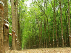 Tây Nguyên: Hành trình chuyển mình của cây cao su trên vùng đất đỏ bazan