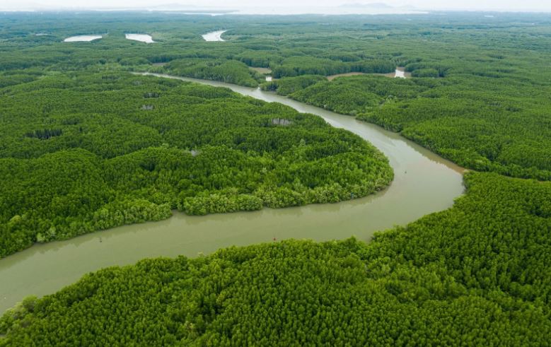 A view of the Cần Giờ Biosphere Reserve (Ho Chi Minh City)