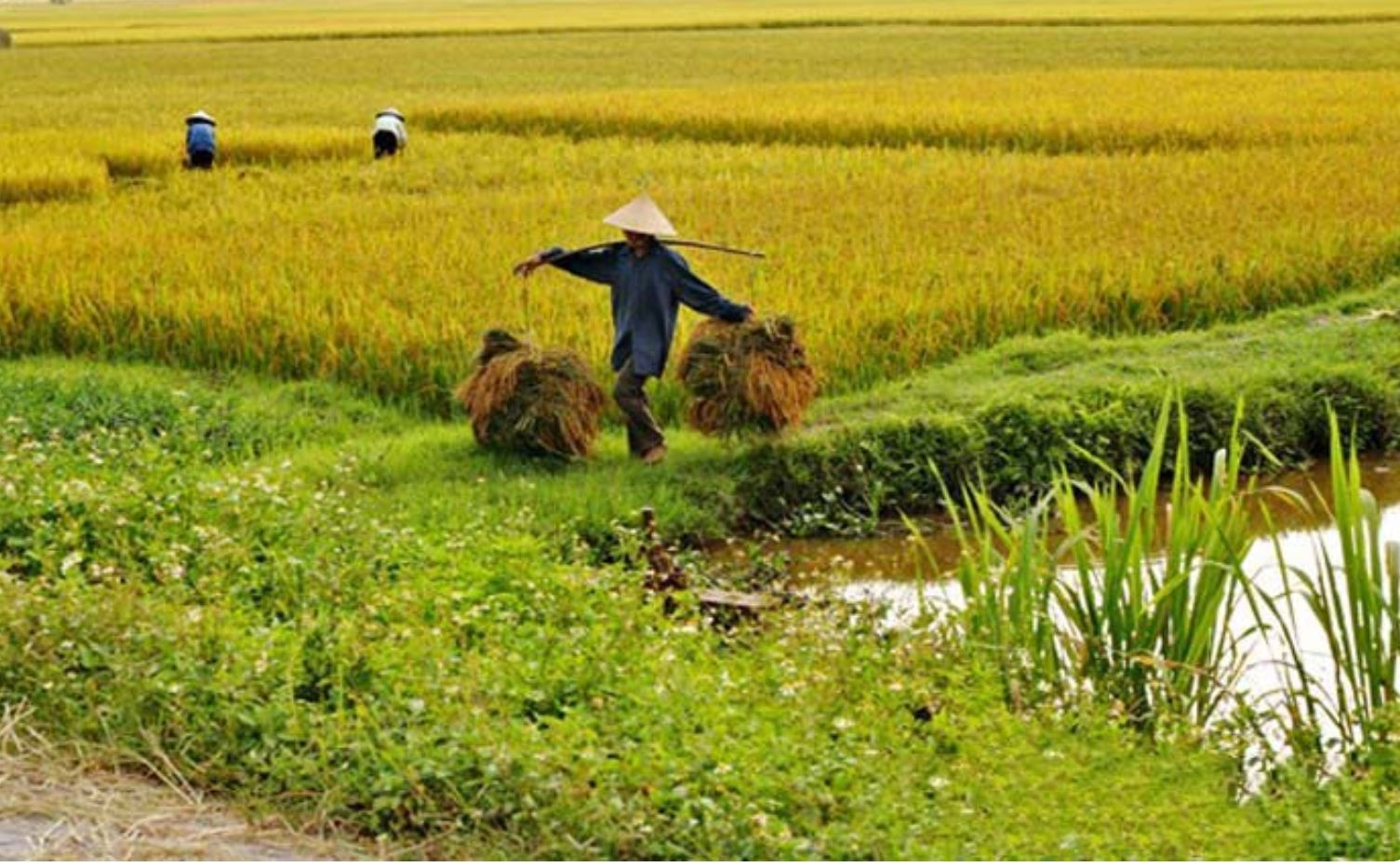 Giá lúa gạo ngày 14/8: Đồng loạt tăng mạnh ở cả thị trường trong nước và xuất khẩu . Ảnh minh họa