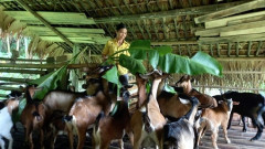 Yên Bái: Hiệu quả hoạt động ủy thác vốn tín dụng chính sách góp phần ổn định sản xuất và phát triển sinh kế cho người dân