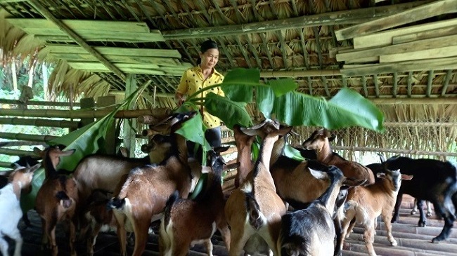 Nhiều mô hình kinh tế do phụ nữ làm chủ ở xã Tân Hương, huyện Yên Bình cho hiệu quả kinh tế cao