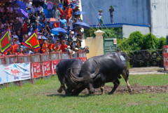 Đồ Sơn (Hải Phòng) sắp diễn ra Lễ hội chọi trâu truyền thống năm 2024, với 16 “ông trâu” tham gia tranh tài