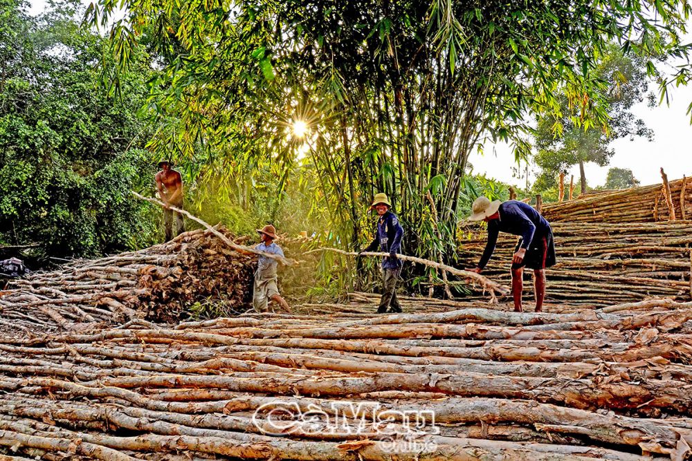 Người dân trong lâm phần xã Nguyễn Phích, huyện U Minh khai thác cây rừng.