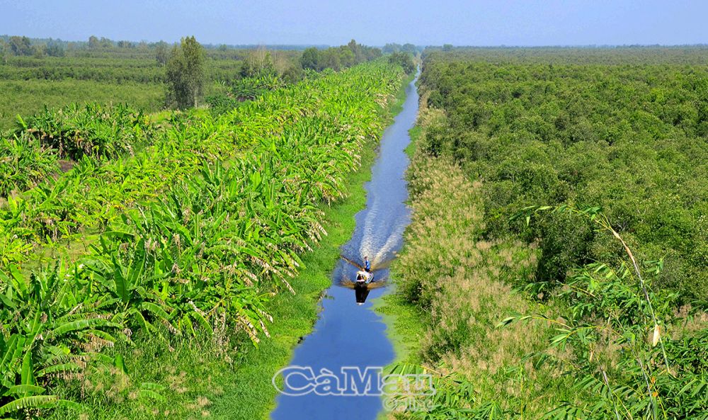 Rừng U Minh hướng đến phát triển du lịch.