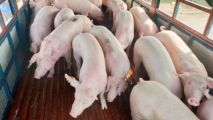 Giá heo hơi hôm nay 27/8 xoay chiều tăng nhẹ 1.000 đồng/kg ở một vài địa phương.