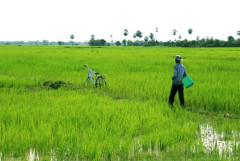 Giá lúa gạo hôm nay 29/8/2024: Giá lúa tiếp đà tăng