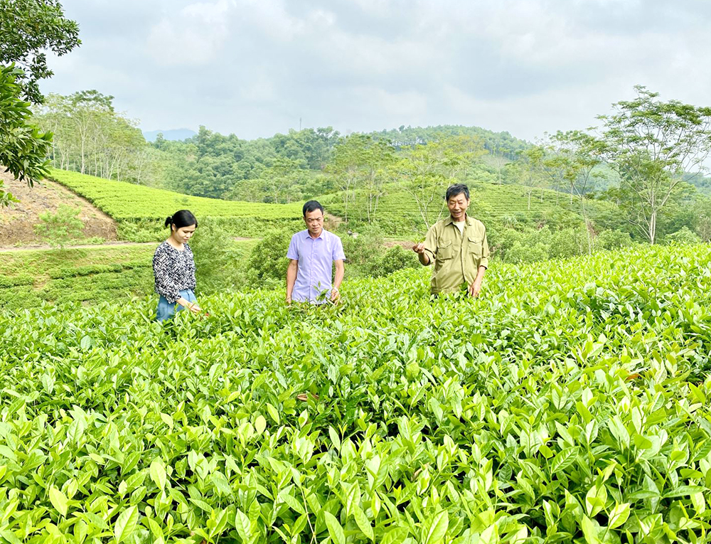 HTX Nông nghiệp sản xuất và chế biến chè Yên Kỳ cho năng suất và chất lượng cao