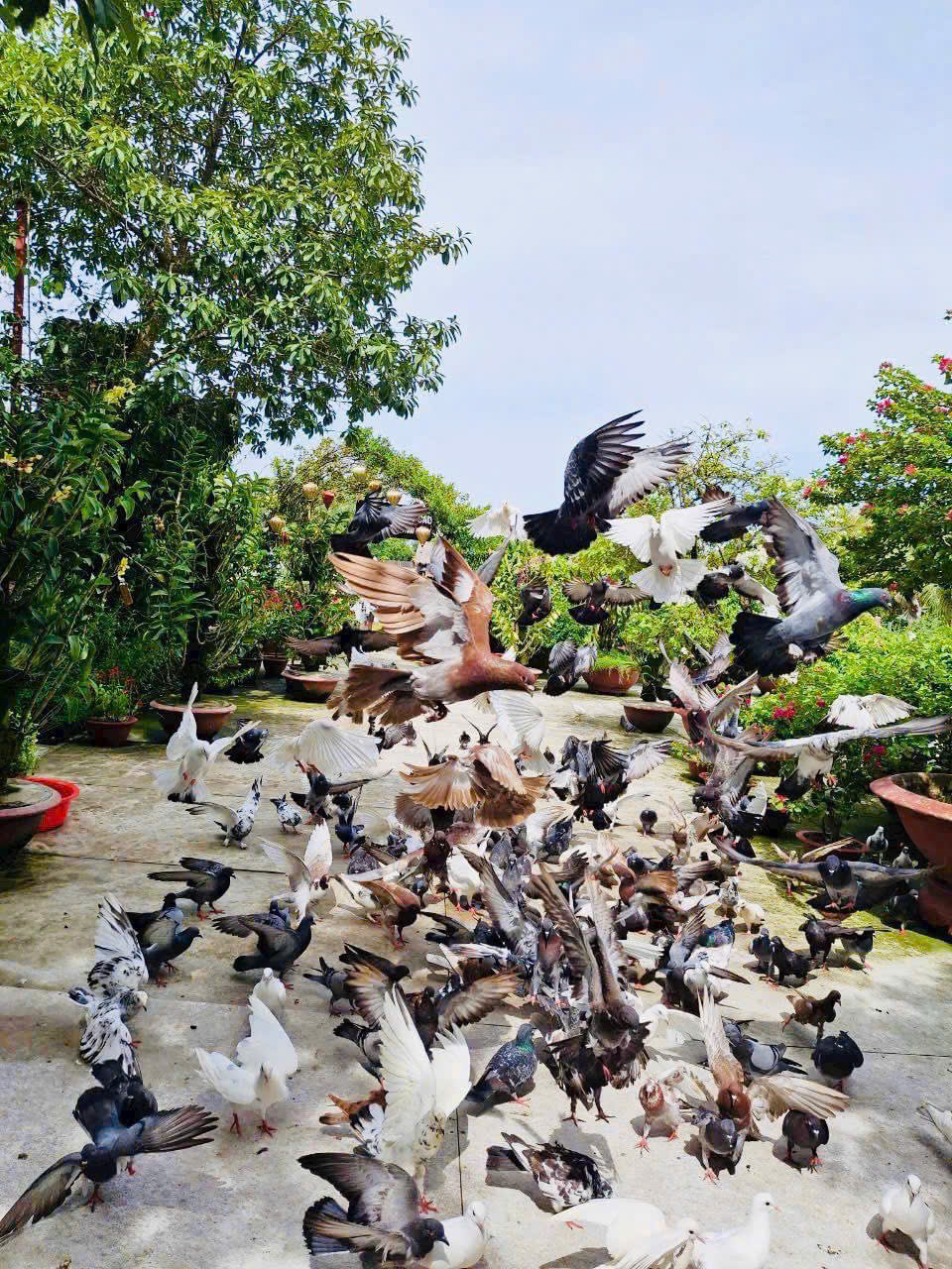 The garden – where pigeons daily interact