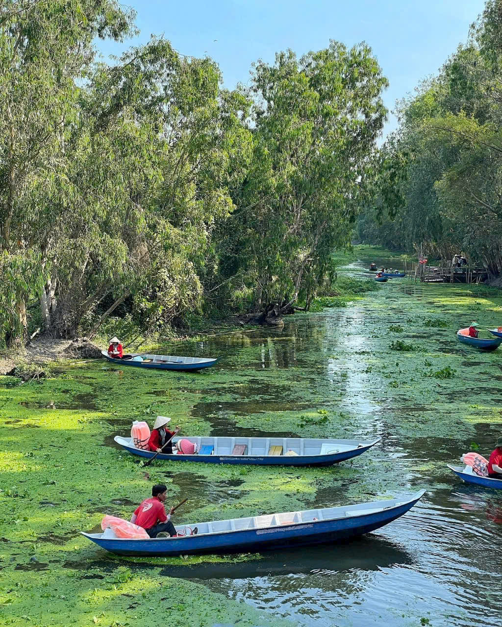 Boat tour of the Melaleuca forest