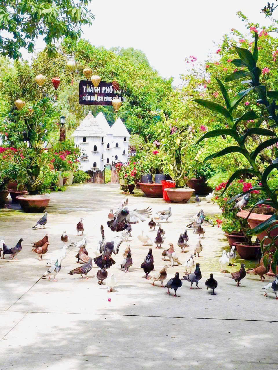 A corner of "Pigeon City"