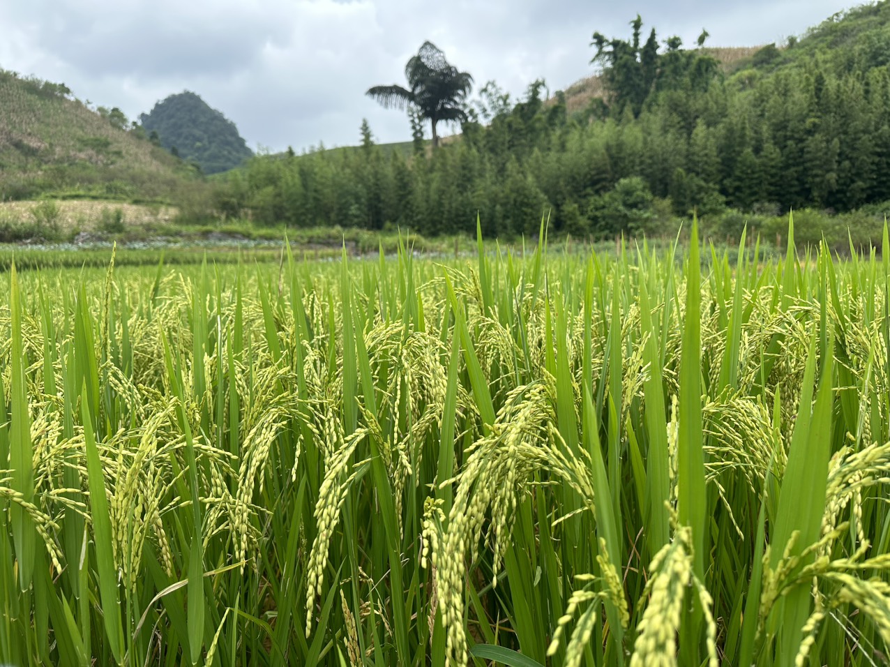 Giá lúa gạo hôm nay 8/9