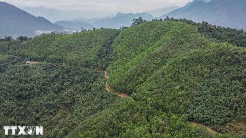 Vietnam transferred 10.3 million tons of CO2 in the North Central region during the 2018-2024 period to the World Bank