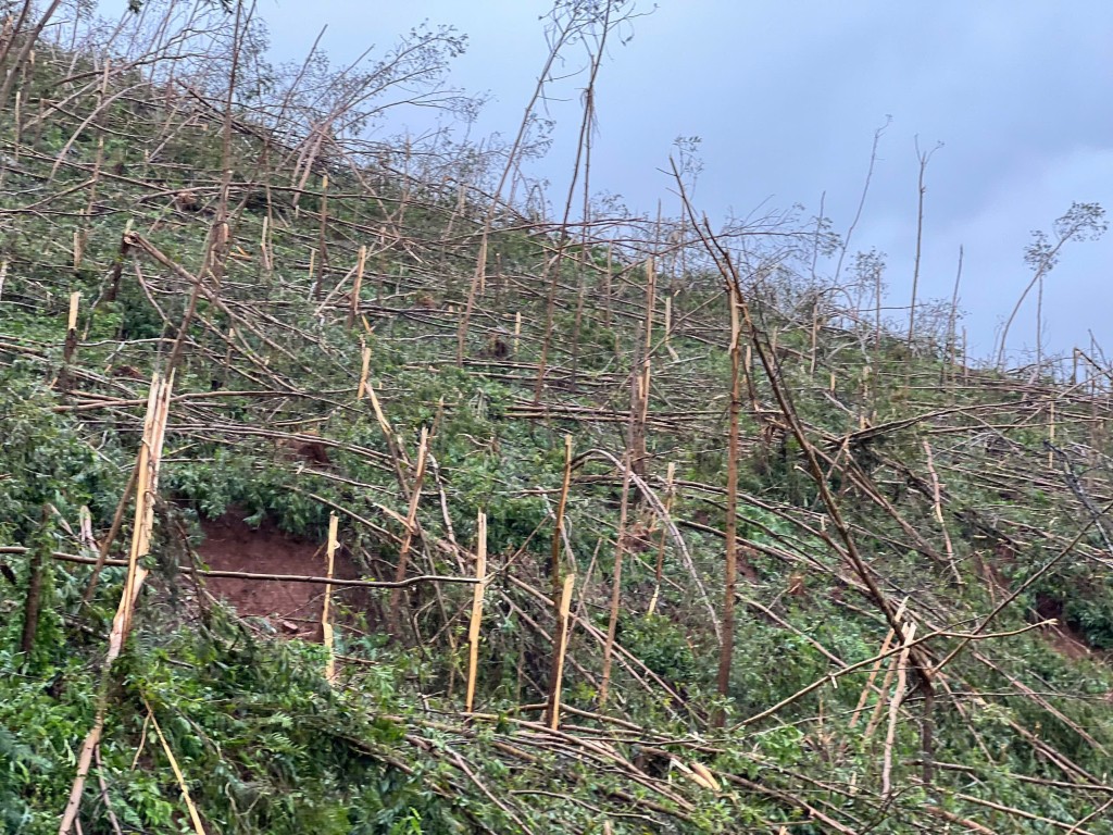 The plantation forests in Quảng Ninh appeared desolate after Typhoon Yagi