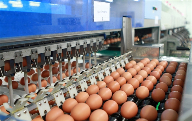 Under the quota, 72,104 dozen of poultry eggs, including chicken, duck and other unfertilised commercial eggs, are allocated for import. — Photo baochinhphu.