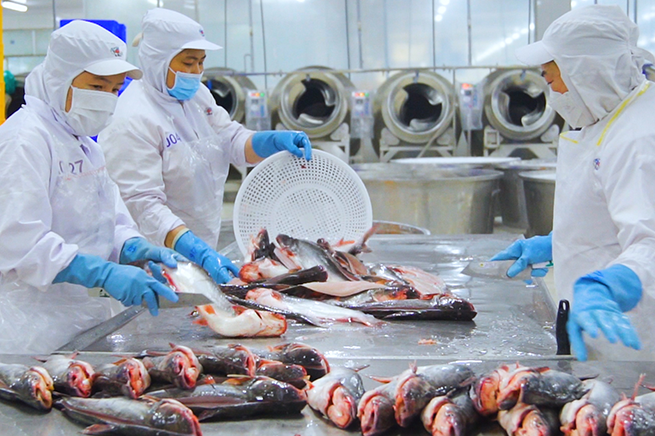 IDI, a member of Sao Mai Group, is one of the four largest pangasius exporters in Vietnam. Illustrative image. IDI, a member of Sao Mai Group, is one of the four largest pangasius exporters in Vietnam. Illustrative image.