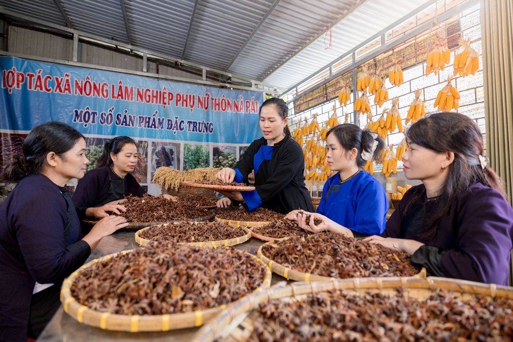 Ms. Hoang Thi Bich Ngoc (center) with women in Na Pai village developing a local agricultural production model